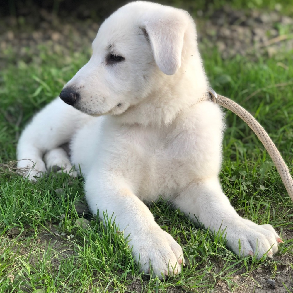 Meet your Posher, Alaana
